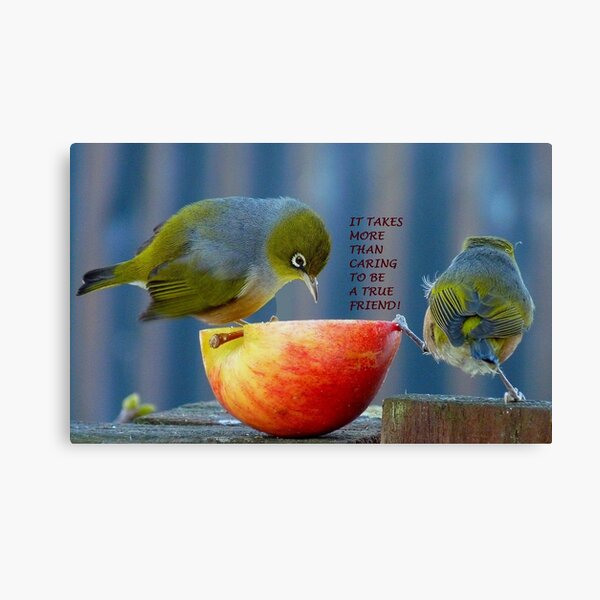 Friendship! - It Takes More Than Caring...Card - Silvereye - NZ Canvas Print