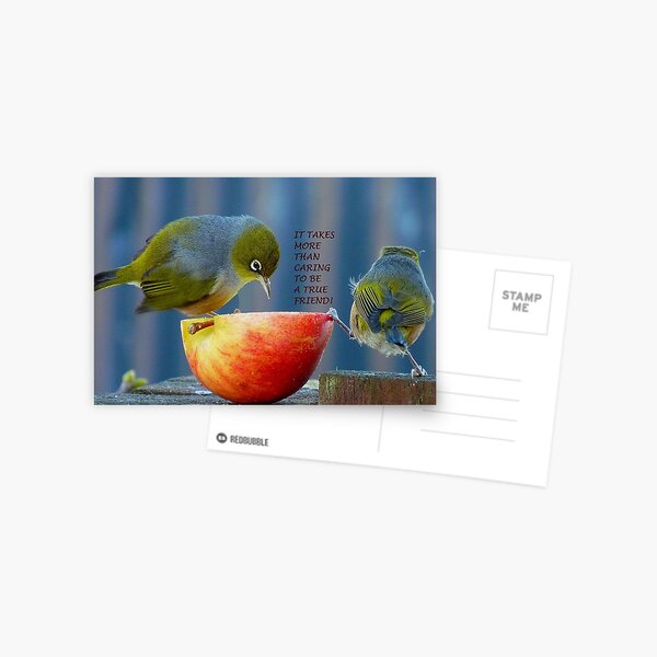 Friendship! - It Takes More Than Caring...Card - Silvereye - NZ Postcard