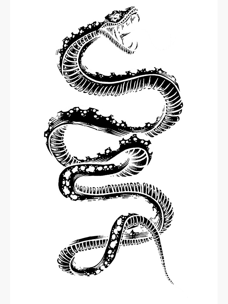Snake In Black And White