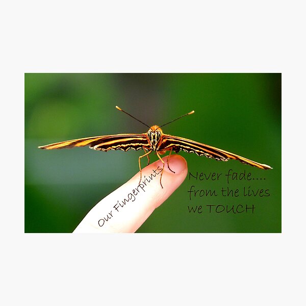 Our Fingerprints Never Fade From The Lives We Touch! - Tiger Butterfly NZ Photographic Print