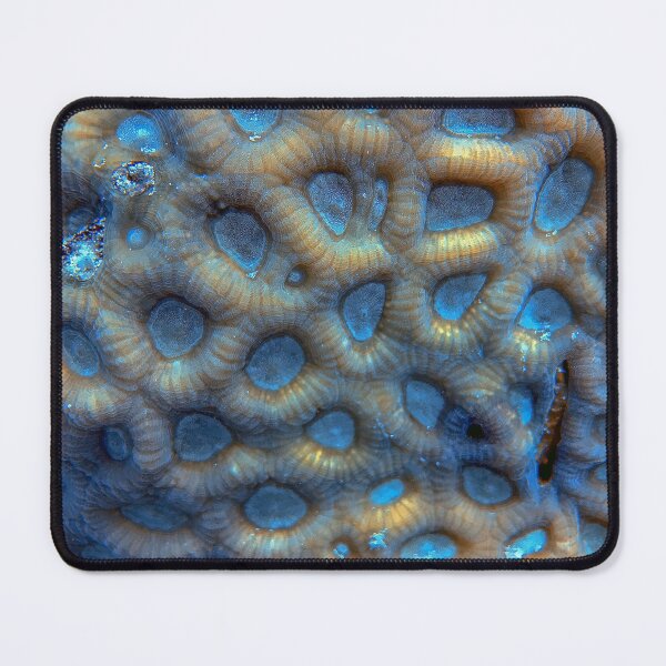 Item preview, Acanthastrea Echinata designed and sold by likbatonboot.