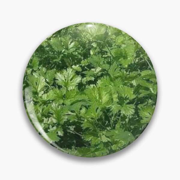 Item preview, Coriander designed and sold by Saiamrita123.