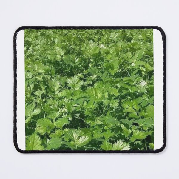 Item preview, Coriander designed and sold by Saiamrita123.