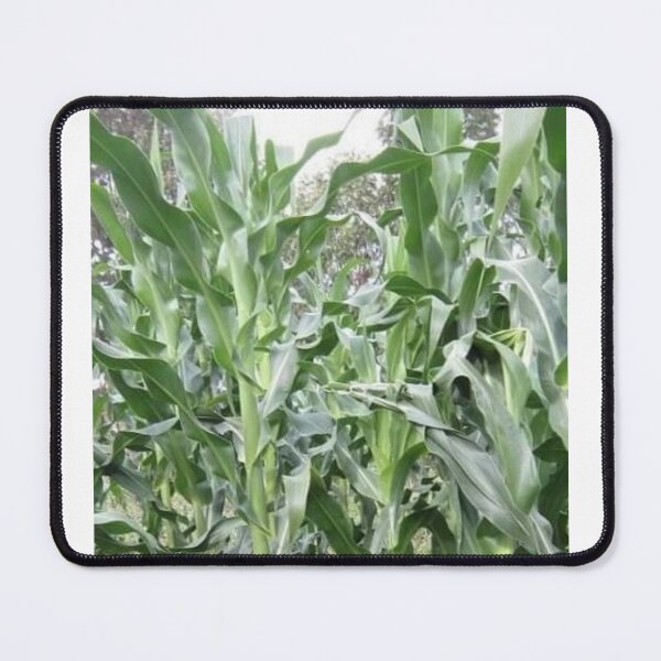 Item preview, Maize plant designed and sold by Saiamrita123.
