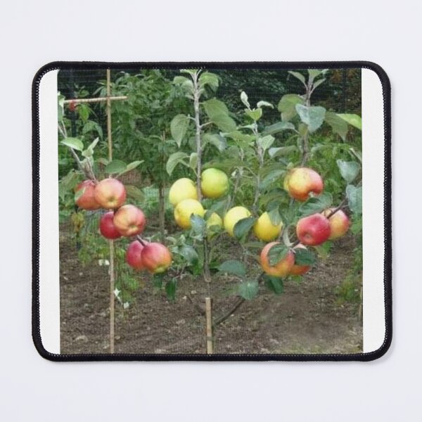 Item preview, Apple designed and sold by Saiamrita123.