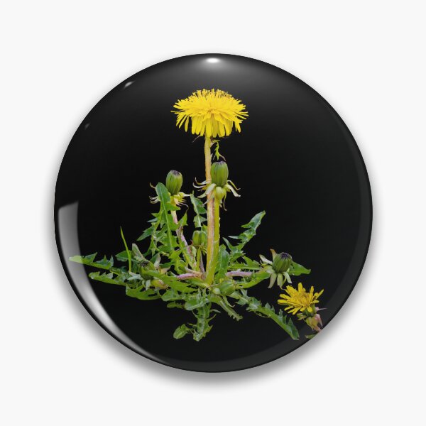 Item preview, Dandelion Botanical Picture designed and sold by Amalus-files.