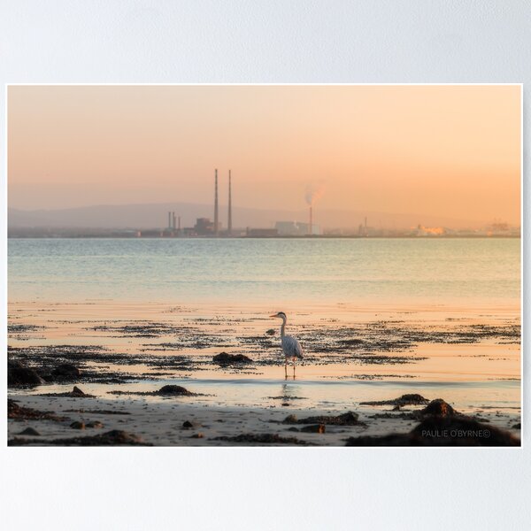 Item preview, Heron Wading in Dublin Bay designed and sold by Paul O'Byrne.