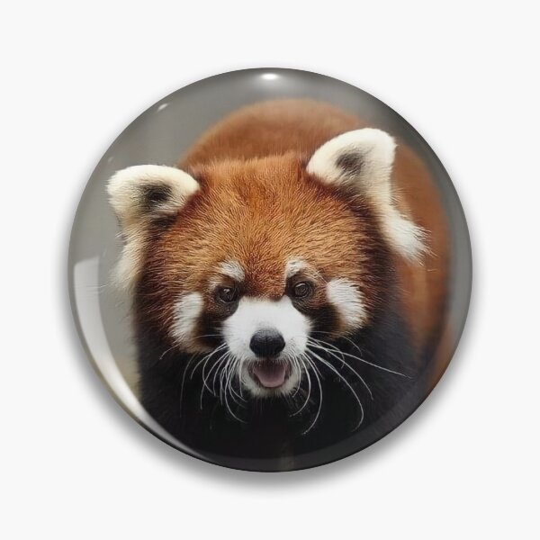 Item preview, Red Panda of China designed and sold by Maddie4Real.