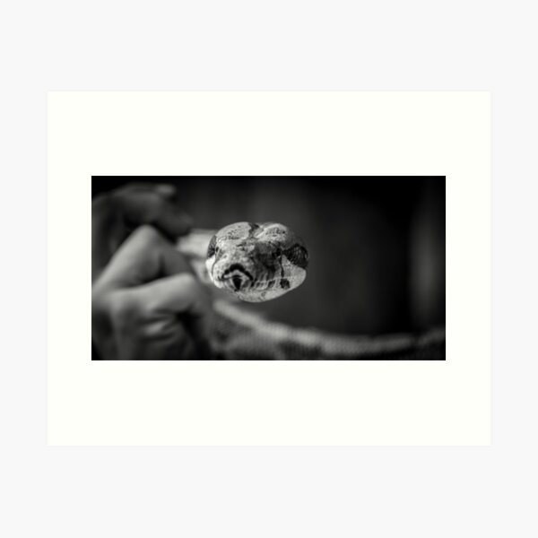 Snake in black & white, photo Art Print