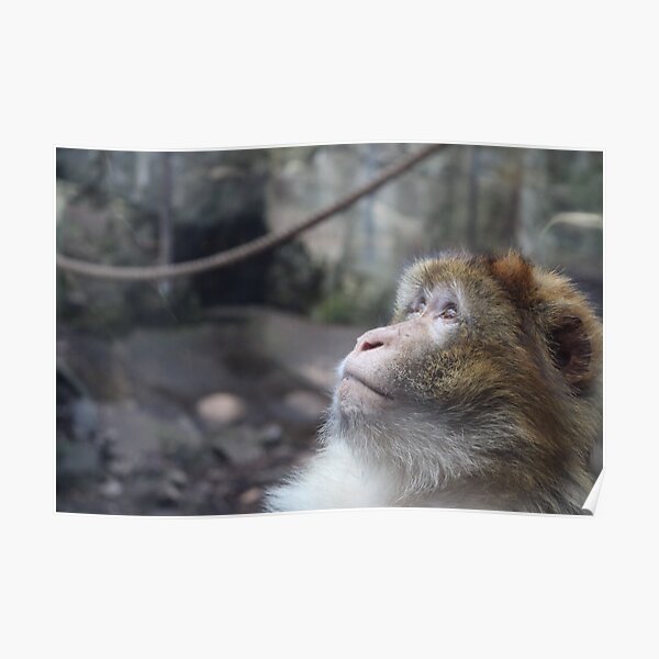 Macaque Poster