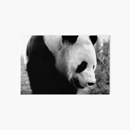 Giant Panda Art Board Print