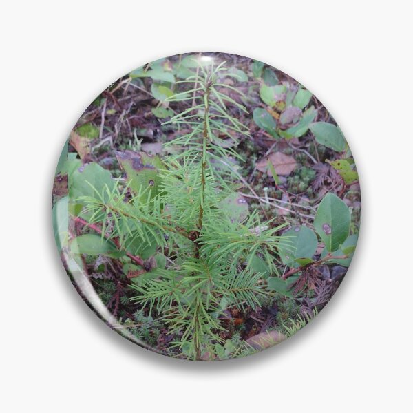 Item preview, Tree seedling growing on the forest floor designed and sold by rhodabear.