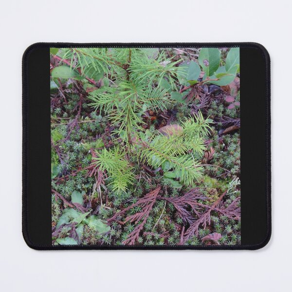 Item preview, Tree seedling growing on the forest floor designed and sold by rhodabear.