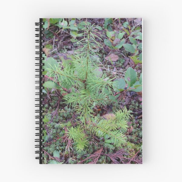 Item preview, Tree seedling growing on the forest floor designed and sold by rhodabear.