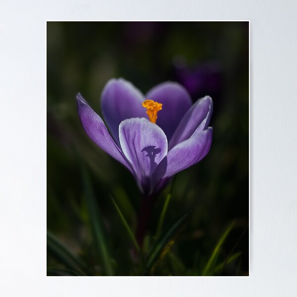 Item preview, Crocus designed and sold by hanspeters.