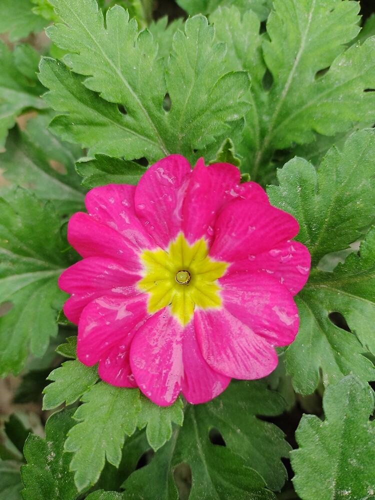 "Most Beautiful Flowers Designs 2022 Amazing Designs 2022" Poster by