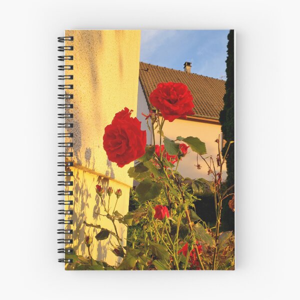 Artikelvorschau, Fotografie von Rosen entworfen und verkauft von QuinoaMrts.