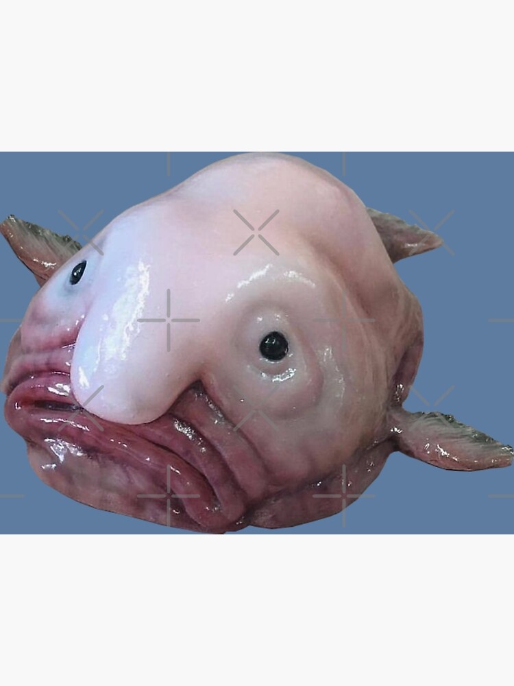 Blob-fish (out of water) Psychrolutes marcidus - Buy Royalty Free