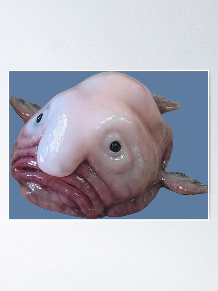 Blob fish - Before and after