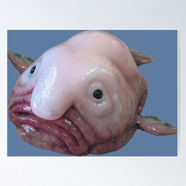 Blob Fish Funny Face Fish' Poster 18x24