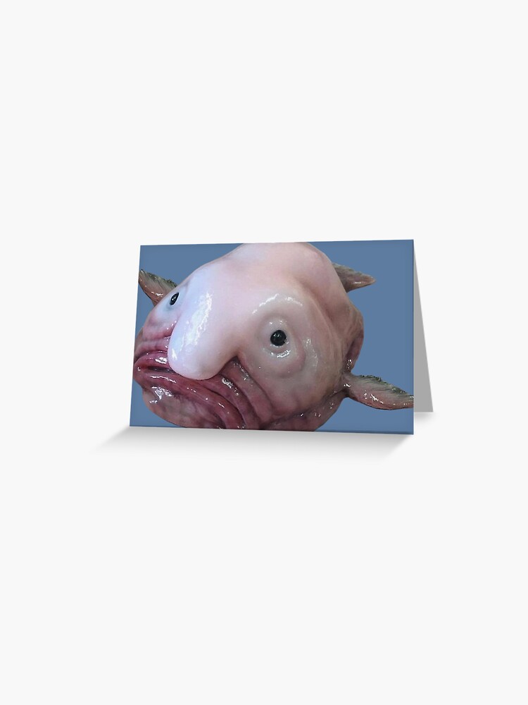 In water blob fish  Blobfish, Blob fish in water, Fish pet