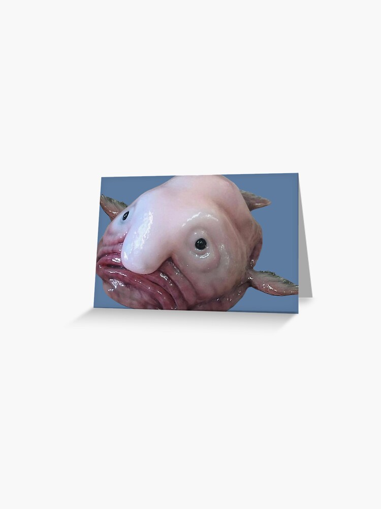 The blob fish 