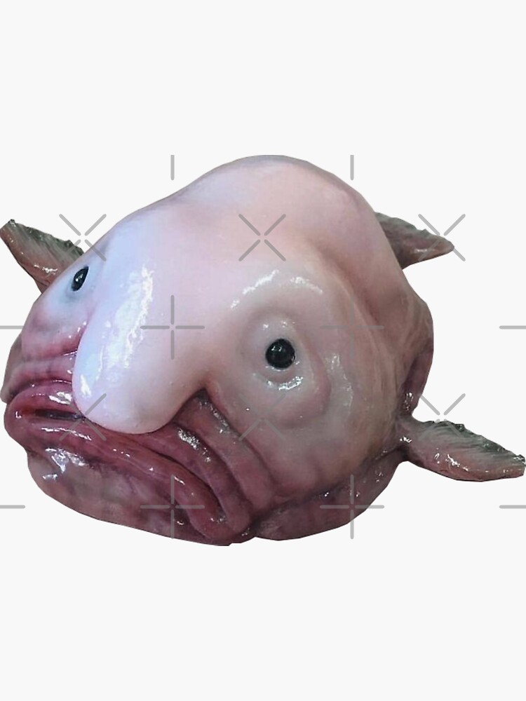 Blob-fish (out of water) Psychrolutes marcidus - Buy Royalty Free
