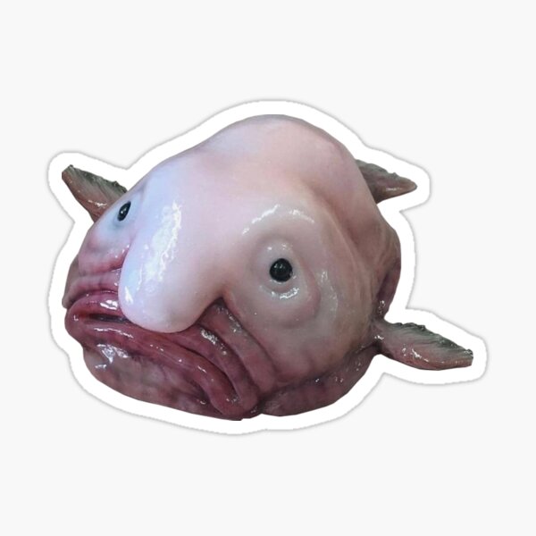 Blob Fish Sticker for Sale by SillyFun