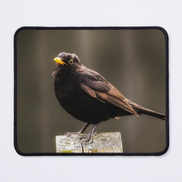 Item preview, Blackbird on a Fence Post designed and sold by rwhooster.