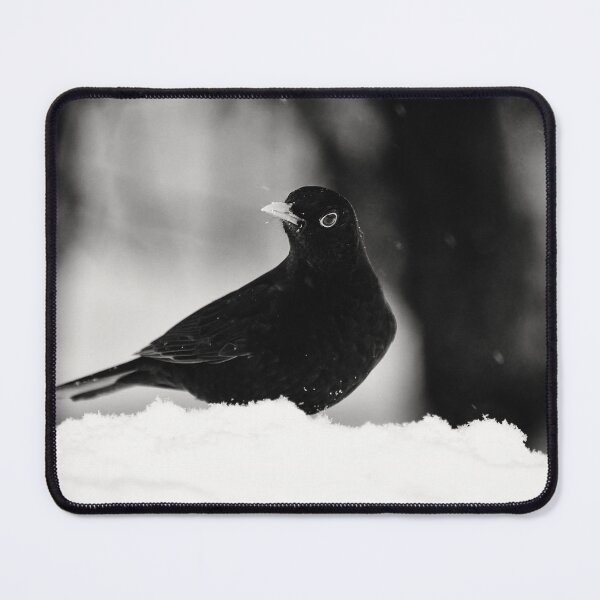 Item preview, Let's throw around. Eurasian blackbird bw designed and sold by Jouko Lehto Photography.