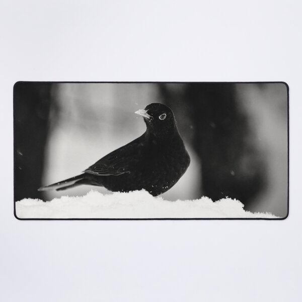 Item preview, Let's throw around. Eurasian blackbird bw designed and sold by Jouko Lehto Photography.