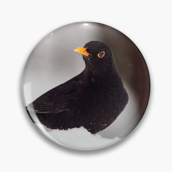 Item preview, Let's throw around. Eurasian blackbird designed and sold by Jouko Lehto Photography.
