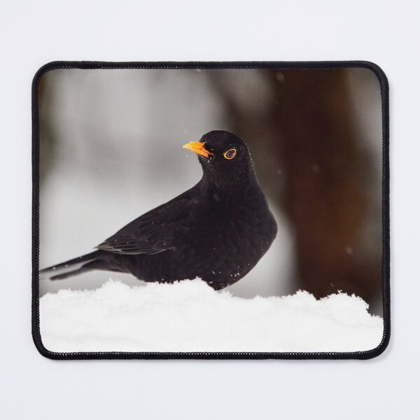 Item preview, Let's throw around. Eurasian blackbird designed and sold by Jouko Lehto Photography.