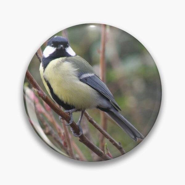 Artikelvorschau, Kohlmeise in einem Baumfoto entworfen und verkauft von naturegallery.