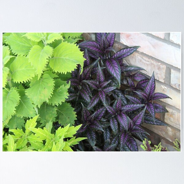Item preview, Shade Garden Plants designed and sold by Luke12Designs.
