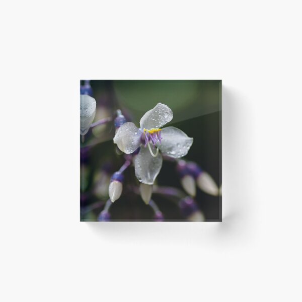 Item preview, Rain drops on Small Orchid Flower designed and sold by ADM  Photography.