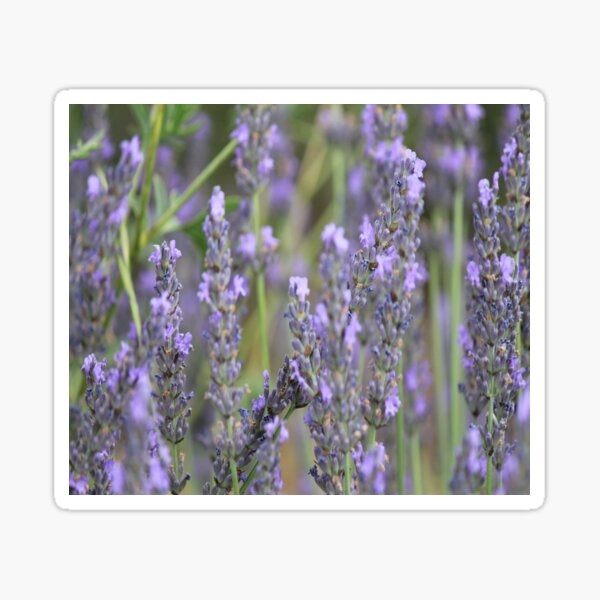 lavender flowers Sticker