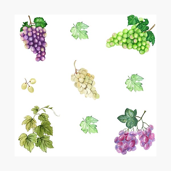 Item preview, Watercolor Mixed Color Grapes designed and sold by silviaol.