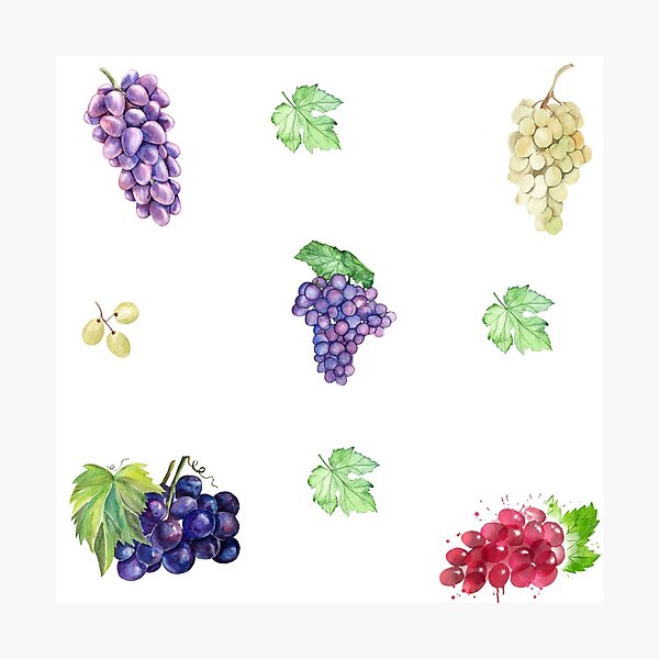 Item preview, Mixed Watercolor Grape Bunches designed and sold by silviaol.