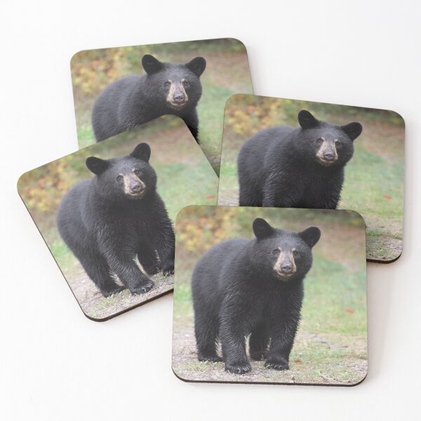 Item preview, Black Bear Cub (1st Year) designed and sold by mlorenz.