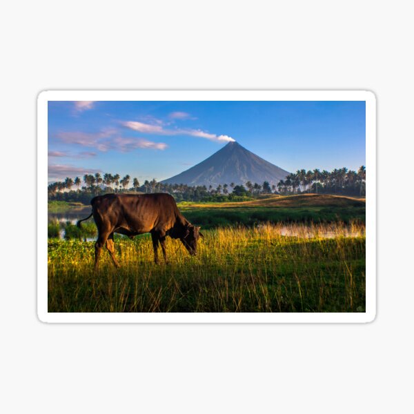 "Rice Field with Mayon Volcano and Cow" Sticker by Redbubble