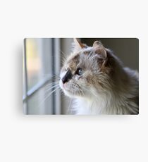 Blue Eye Cat Canvas Print