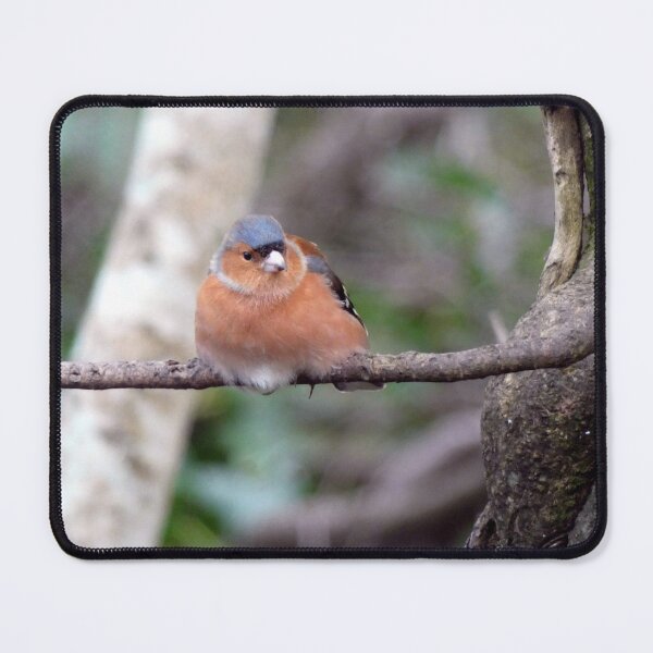 Item preview, chaffinch designed and sold by KathleenDawson.