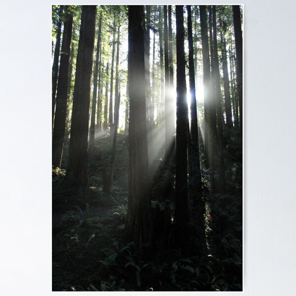 Item preview, Sun breaking through trees designed and sold by grey-hand-art.