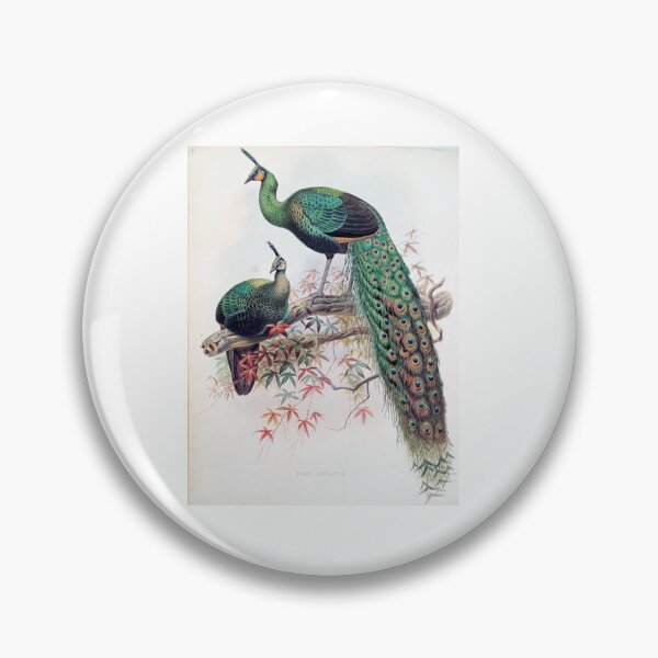 Artikelvorschau, Schöner Pfau, Pfau entworfen und verkauft von AfricanArtShop.