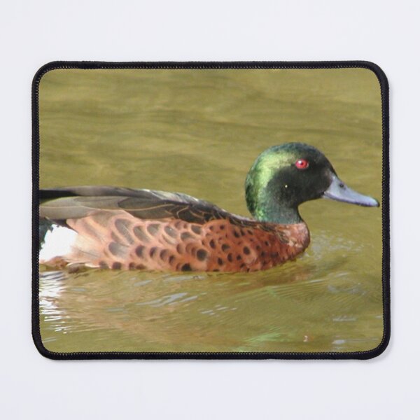 Item preview, Australian Chestnut Teal Duck Male designed and sold by MottoDigging.