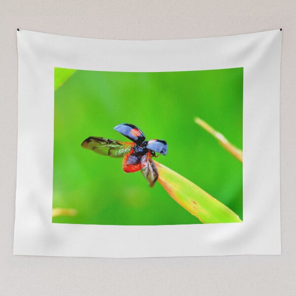 Item preview, Ladybird photo with high resolution quality designed and sold by Allyouneed-2.