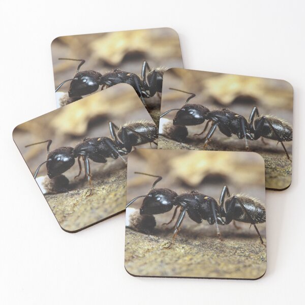 Item preview, ant photo with high resolution quality designed and sold by Allyouneed-2.