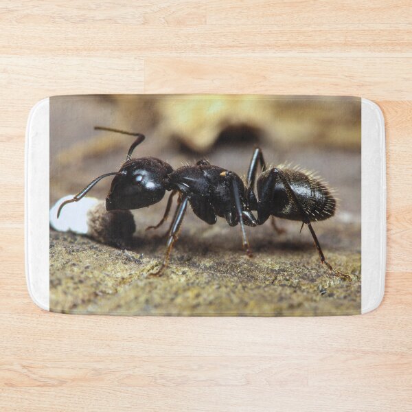 Item preview, ant photo with high resolution quality designed and sold by Allyouneed-2.