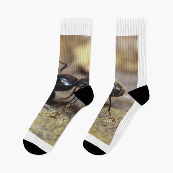 Item preview, ant photo with high resolution quality designed and sold by Allyouneed-2.